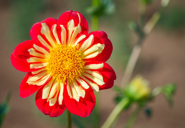 Обои картинки фото цветы, георгины, растение, природа, лепестки, цветок