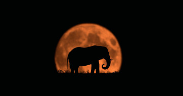 Картинка рисованное минимализм силуэт луна слон