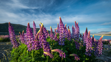 Картинка цветы люпин луг