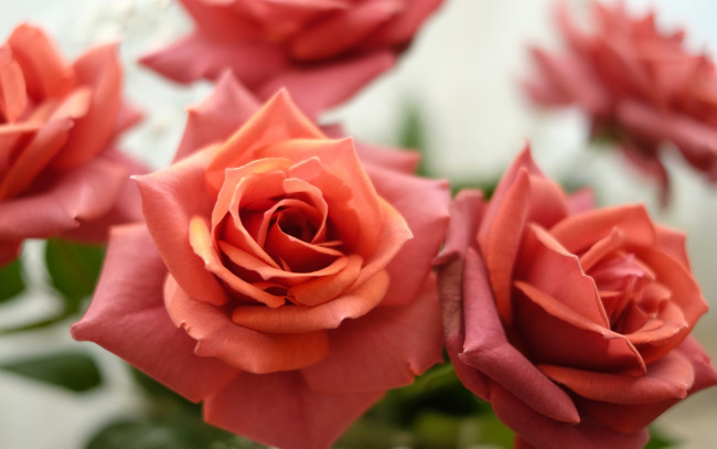 Обои картинки фото цветы, розы, бутоны, макро