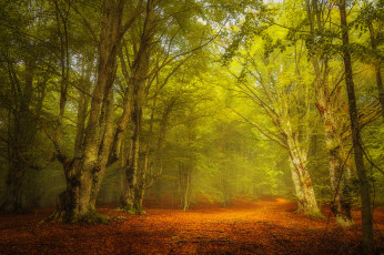 Картинка природа лес деревья