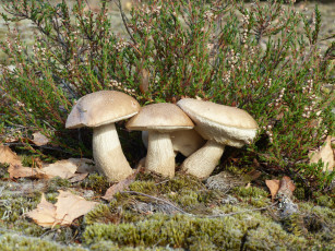 Картинка природа грибы простор