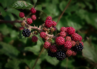 Картинка природа Ягоды простор