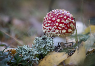 Картинка природа грибы +мухомор простор