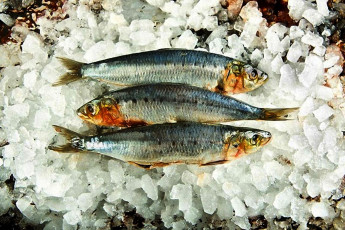 Картинка еда рыба +морепродукты +суши +роллы