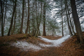 Картинка природа лес простор