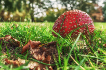 Картинка природа грибы +мухомор простор