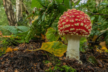 Картинка природа грибы +мухомор простор