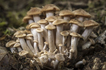 Картинка природа грибы простор