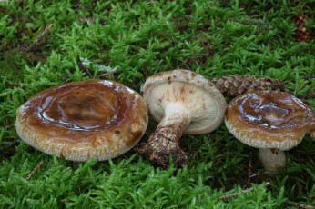 Картинка природа грибы простор