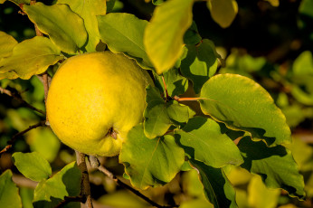 Картинка природа плоды простор