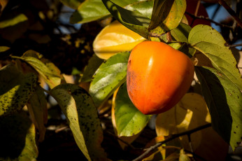 Картинка природа плоды простор