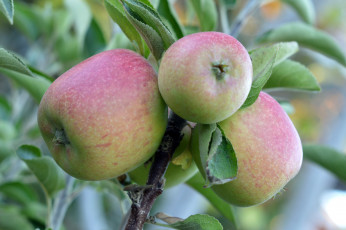 Картинка природа плоды простор