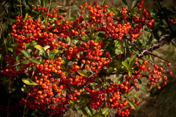 Картинка природа Ягоды +рябина простор
