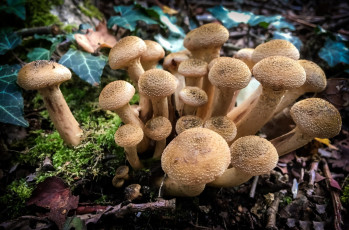 Картинка природа грибы простор