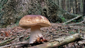 Картинка природа грибы простор