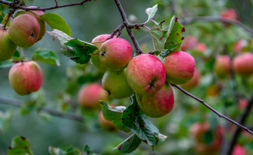 Картинка природа плоды простор