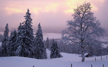 Картинка природа зима деревья снег