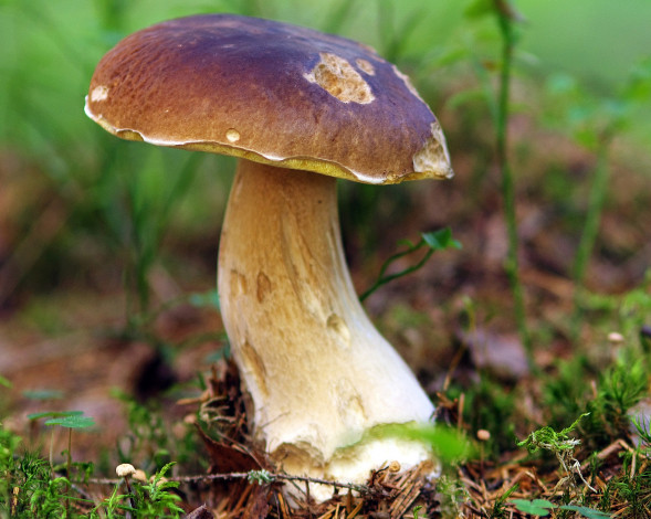 Обои картинки фото природа, грибы, простор