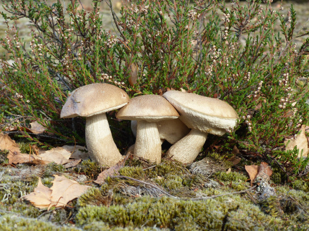 Обои картинки фото природа, грибы, простор