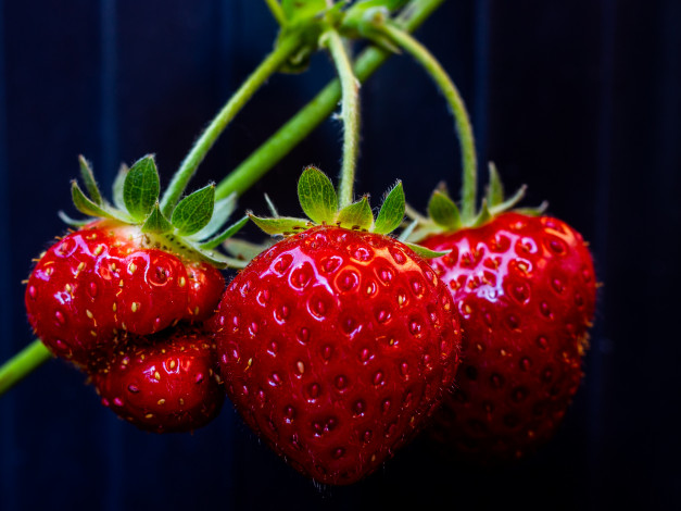 Обои картинки фото природа, Ягоды, простор