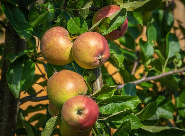 Обои картинки фото природа, плоды, простор