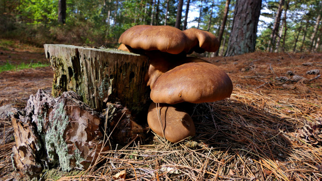 Обои картинки фото природа, грибы, простор