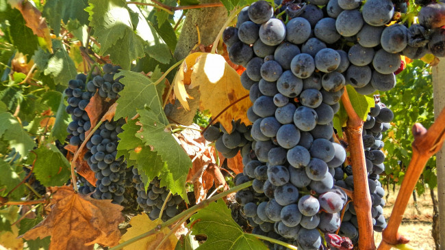 Обои картинки фото природа, Ягоды,  виноград, простор