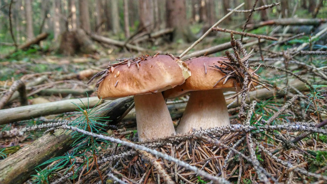 Обои картинки фото природа, грибы, простор