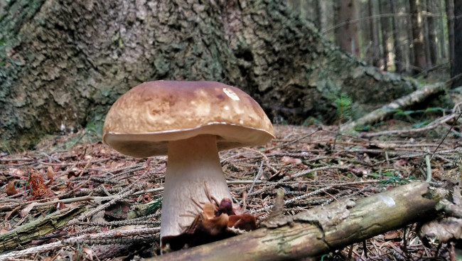 Обои картинки фото природа, грибы, простор