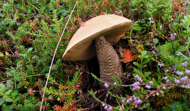 Обои картинки фото природа, грибы, простор