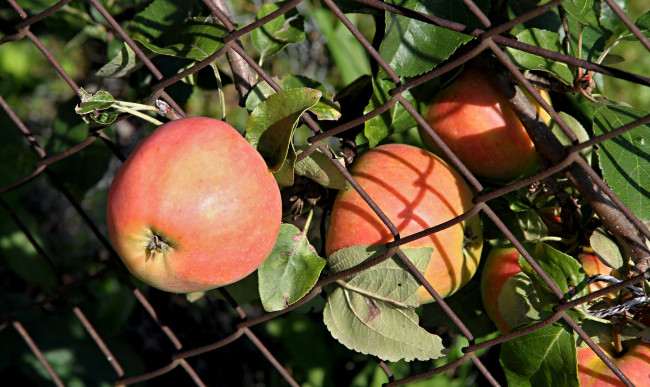 Обои картинки фото природа, плоды, простор