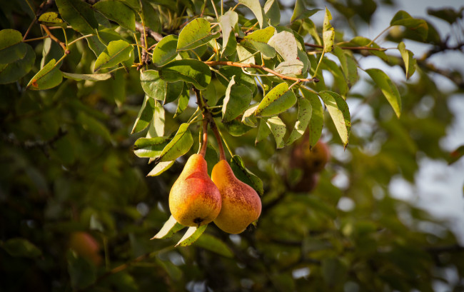 Обои картинки фото природа, плоды, простор