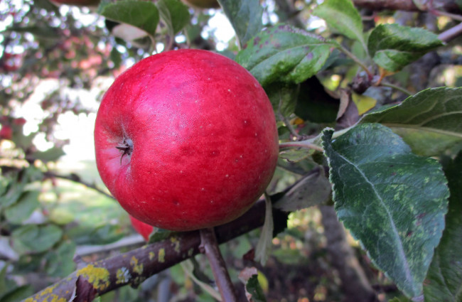 Обои картинки фото природа, плоды, простор