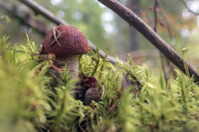 Обои картинки фото природа, грибы, простор