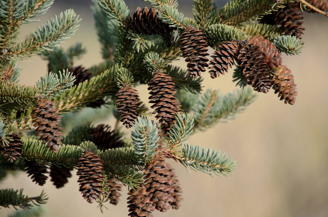 Обои картинки фото природа, шишки,  жёлуди,  каштаны, простор