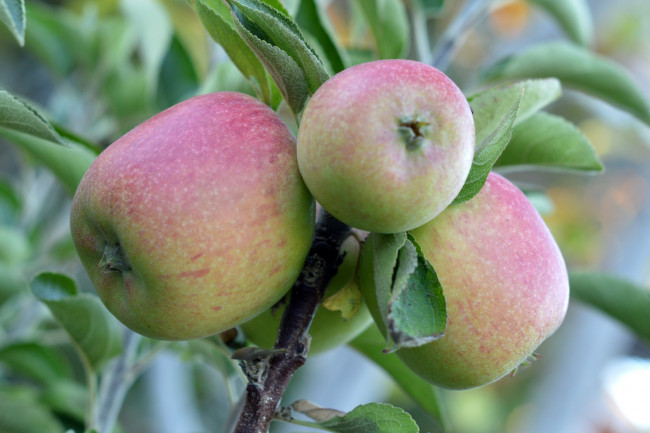 Обои картинки фото природа, плоды, простор