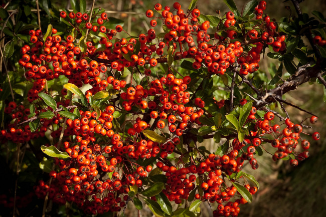 Обои картинки фото природа, Ягоды,  рябина, простор