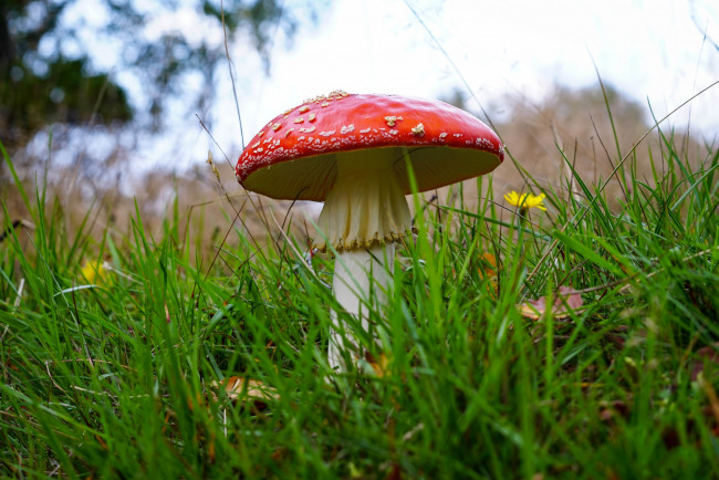 Обои картинки фото природа, грибы,  мухомор, простор