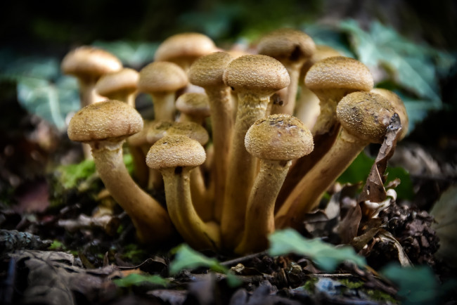 Обои картинки фото природа, грибы, простор