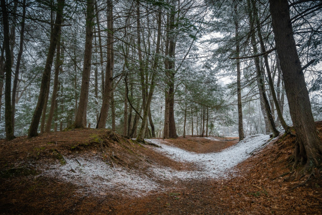 Обои картинки фото природа, лес, простор