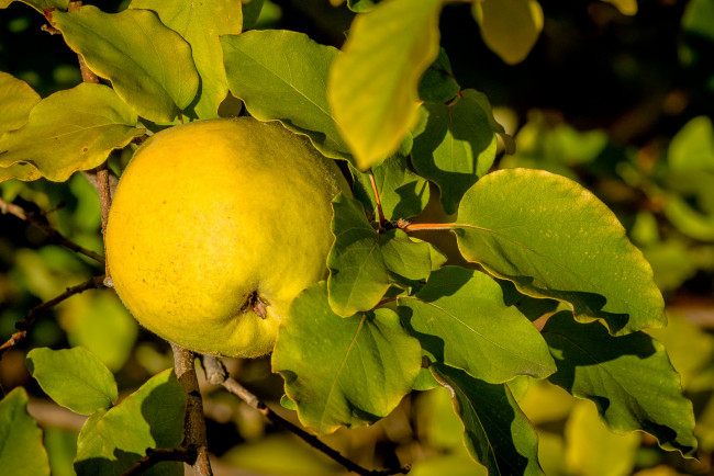 Обои картинки фото природа, плоды, простор