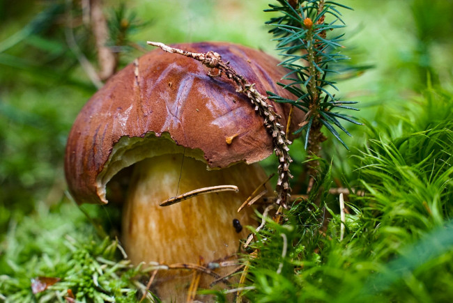 Обои картинки фото природа, грибы, простор