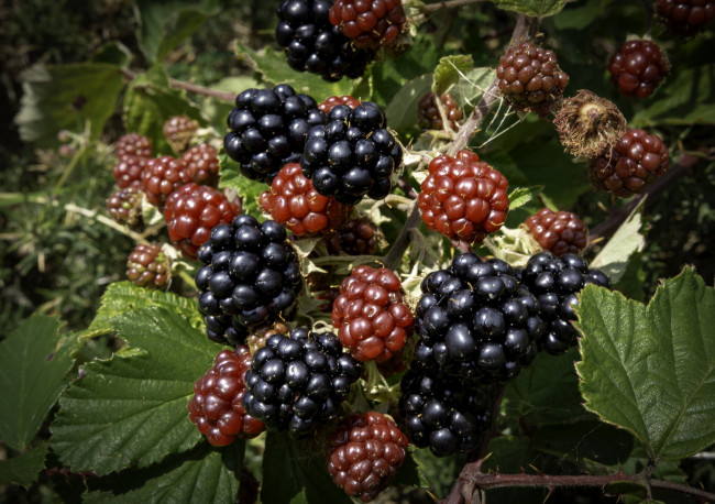 Обои картинки фото природа, Ягоды, простор