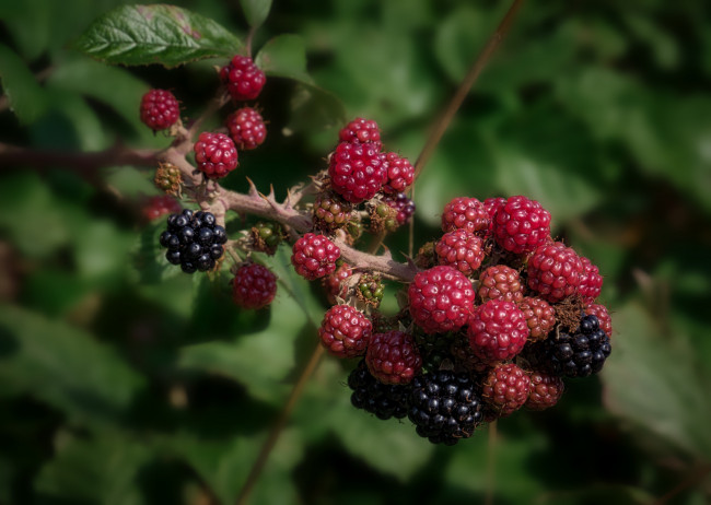 Обои картинки фото природа, Ягоды, простор