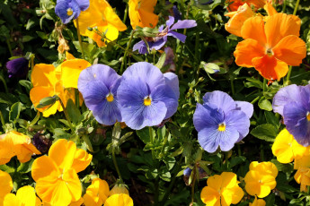 Картинка цветы анютины+глазки+ садовые+фиалки разноцветный
