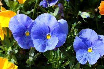 Картинка цветы анютины+глазки+ садовые+фиалки синий