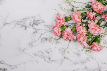 Картинка цветы гвоздики розовый