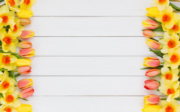 Картинка цветы разные+вместе нарциссы тюльпаны