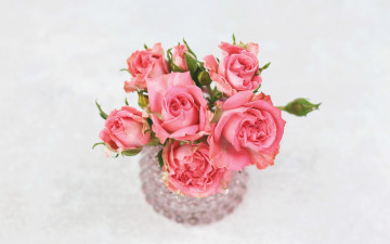 Картинка цветы розы бутоны